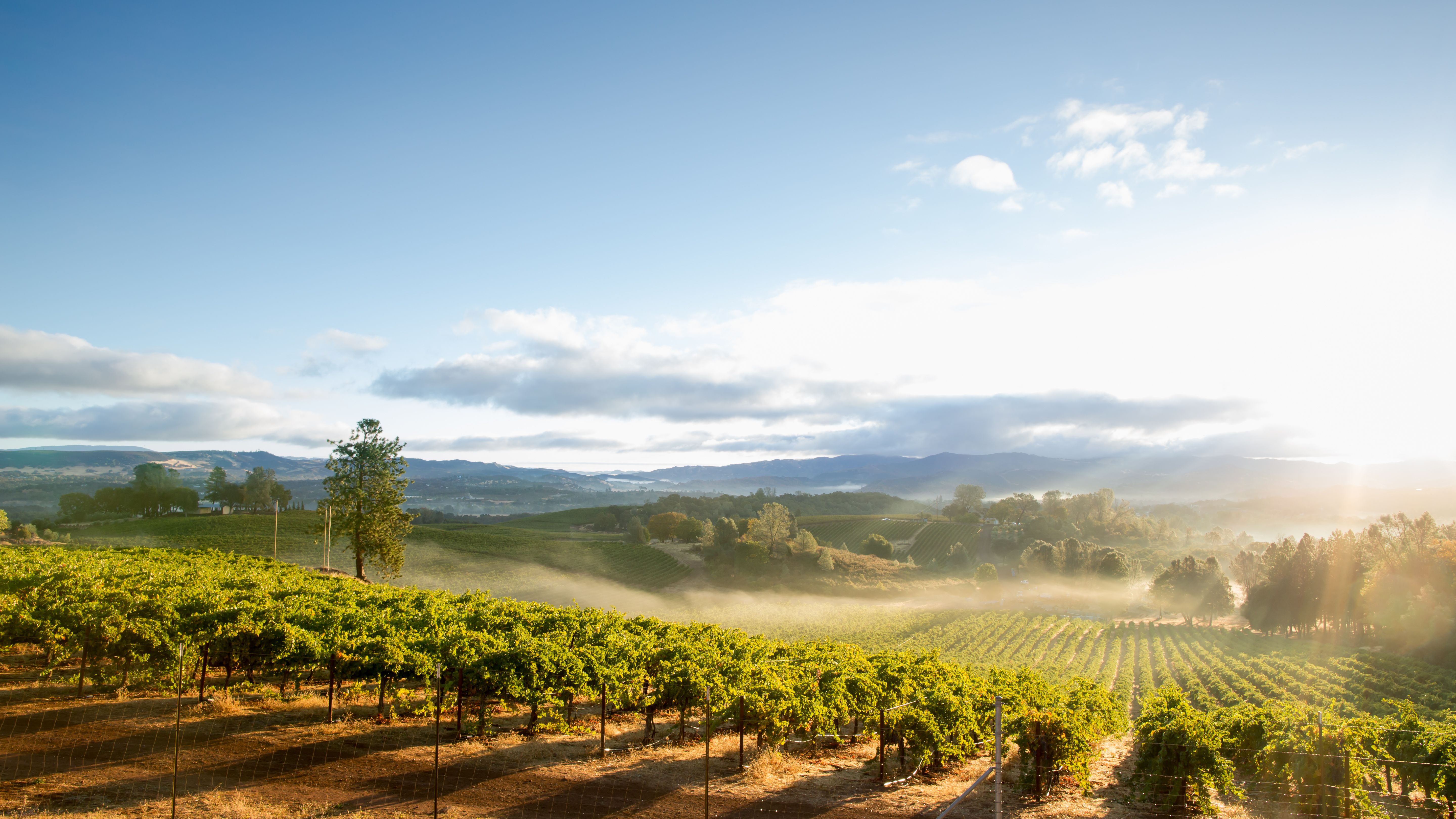 View of California vineyard